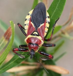The Ultimate Macro Photography Tutorial for Beginners - ExposureGuide.com